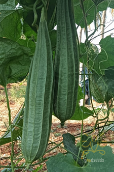 Beera (Ridge Gourd)