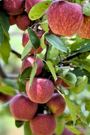 Royal Delicious Apple (Himachal)