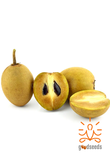 Sapota