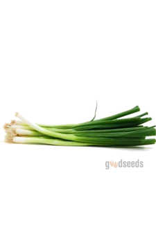Spring Onions