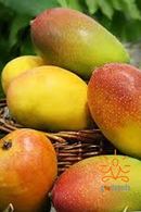 Suvarnarekha Mango