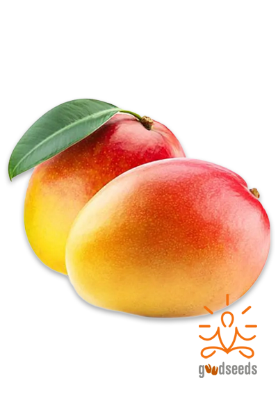 Suvarnarekha Mango