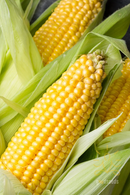 Sweet Corn