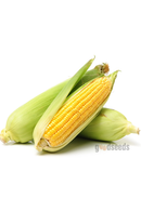 Sweet Corn