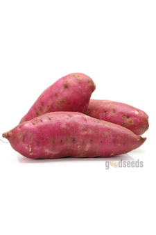 Sweet Potato