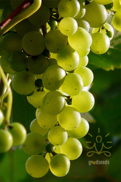 Thompson Seedless