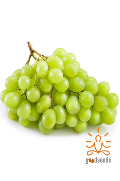 Thompson Seedless