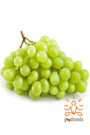 Thompson Seedless