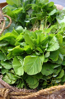 Thotakura (Amaranthus)