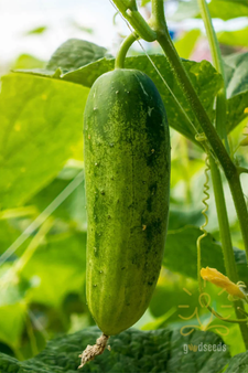 Cucumber