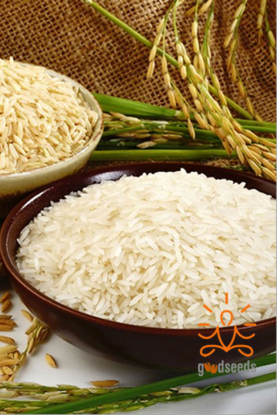Organic White Rice