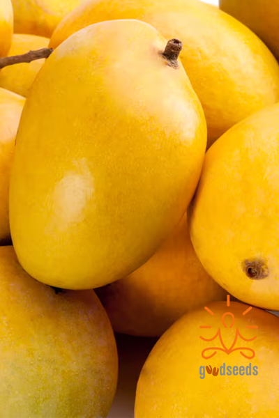 Alphonso Mango