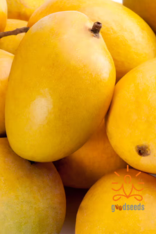 Alphonso Mango