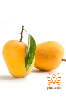 Alphonso Mango