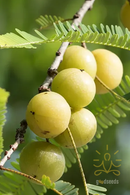 Amla