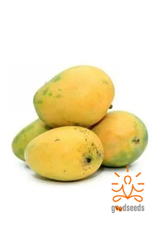 Banginapalli Mango