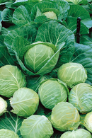 Green Cabbage