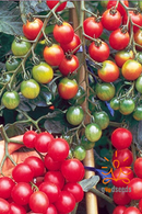 Cherry Tomatoes