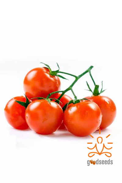 Cherry Tomatoes