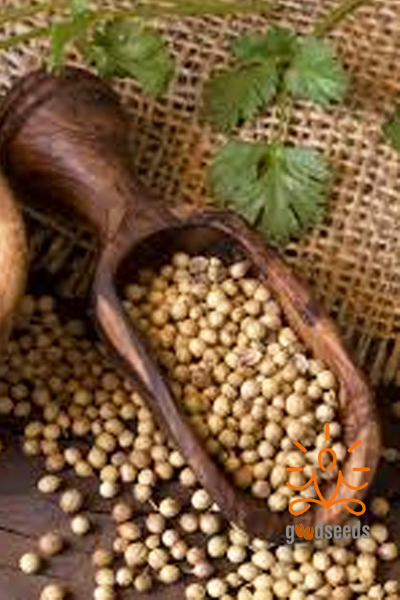 Coriander seeds (Dhania)