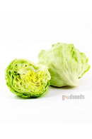 Iceberg Lettuce