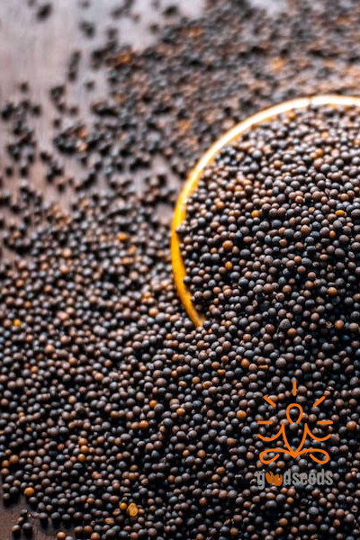 Mustard Seeds (Rai)
