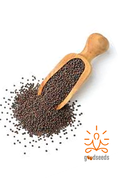Mustard Seeds (Rai)