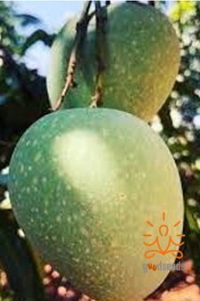 Panduri Mango