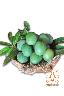Panduri Mango