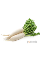 Radish