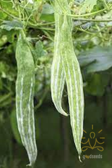 Snake Gourd
