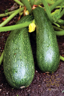 Green Zucchini
