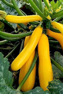 Yellow Zucchini
